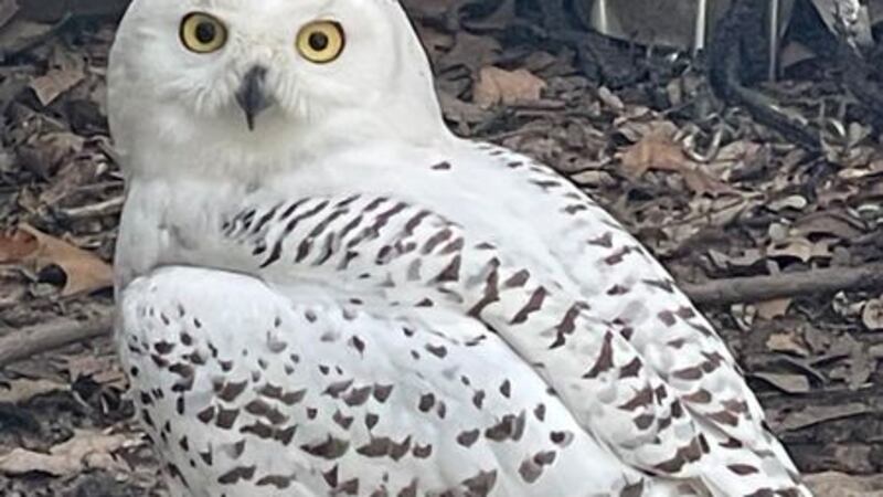 Operation Wildlife announced Monday that Hedwig the snowy owl is headed north.
