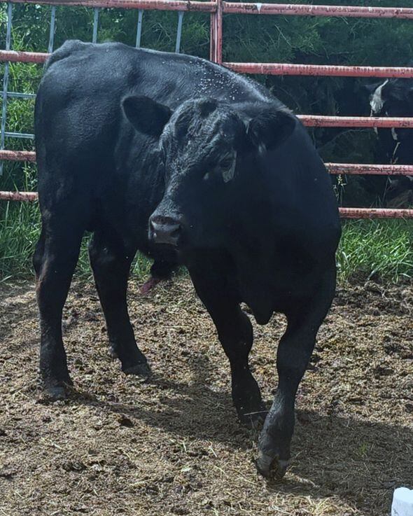 Bull escapes near Lawrence, deputies search for owner - Vimarsana News