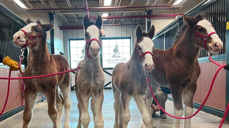 Four new foals were born at Warm Springs Ranch in Boonville, Missouri.