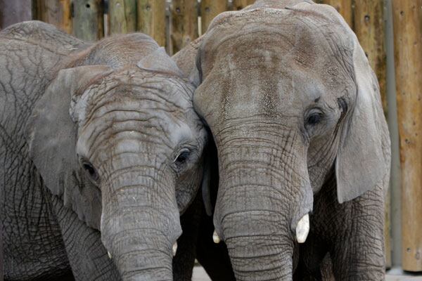 Kansas City Zoo & Aquarium running 'limited operations' due to power outage - Vimarsana News