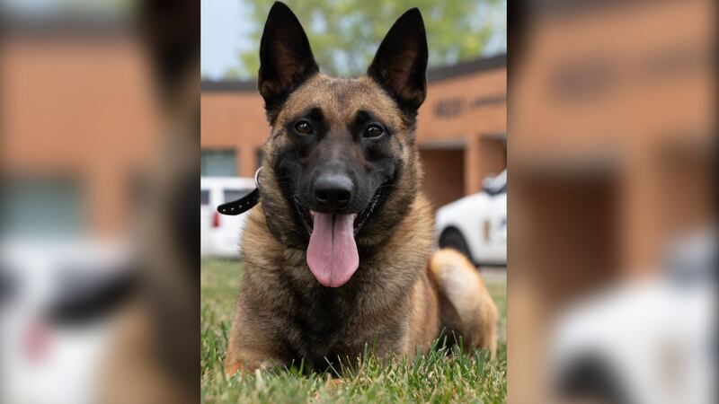 LAWRENCE, Kan. -- Lawrence Police Department introduces it's new Patrol Support Dog named Taz.