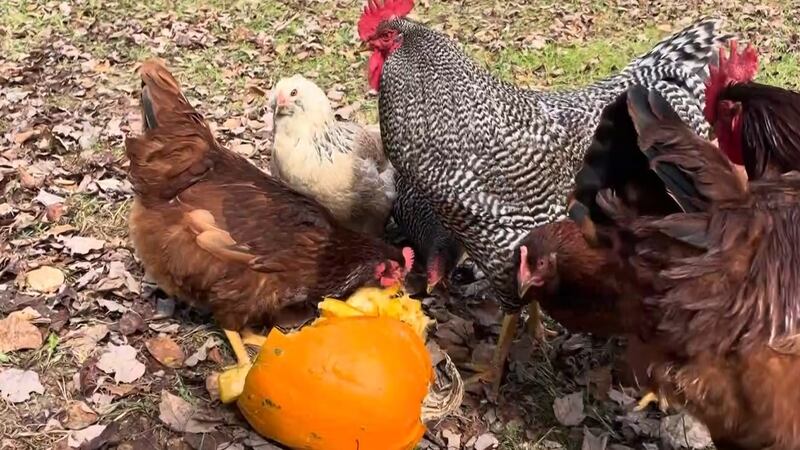 Chickens enjoying the leftovers.