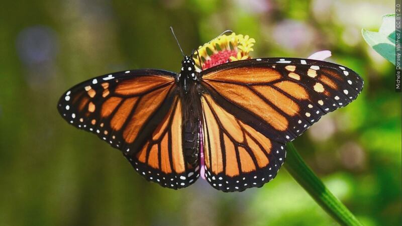 Monarch butterfly endangerment