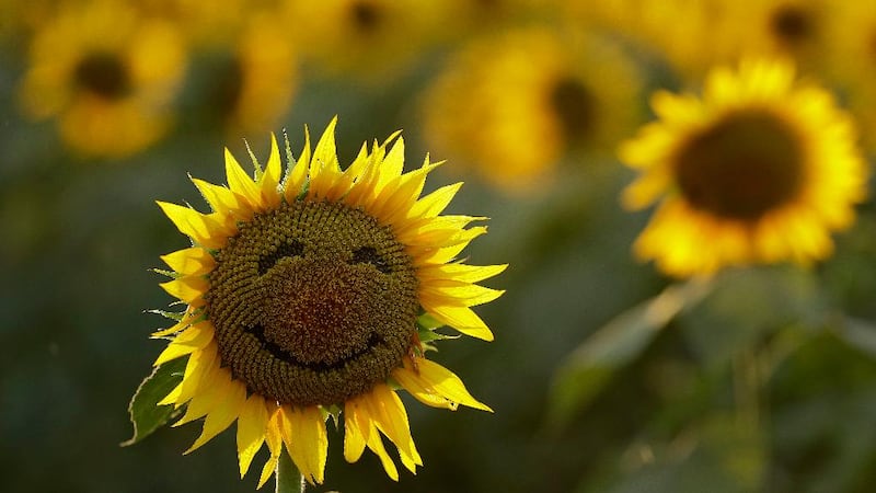 FILE: A smiley face is seen on a sunflower in a sunflower field Wednesday, Sept. 7, 2016, in...